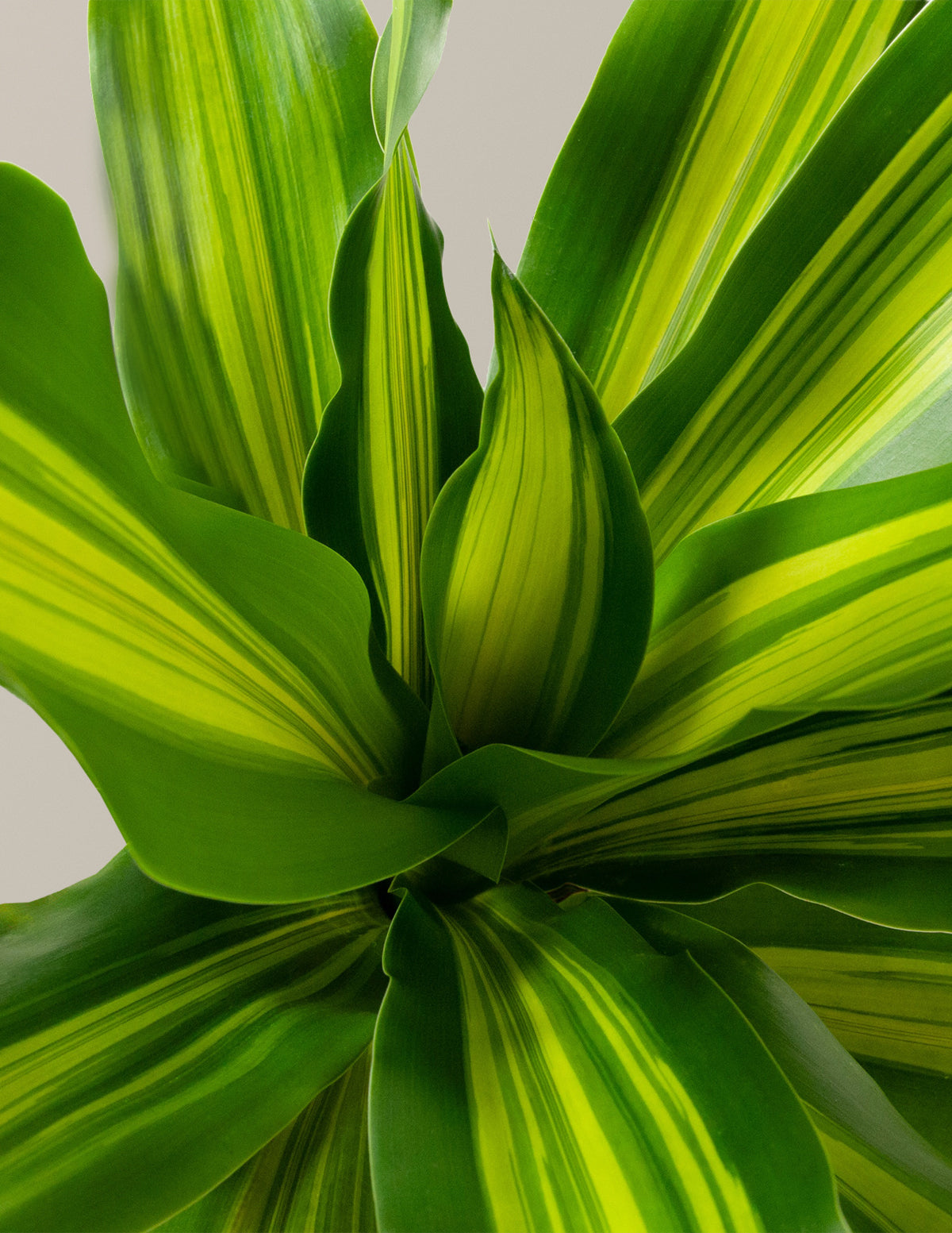 dracaena plant family Dracaena Giganta