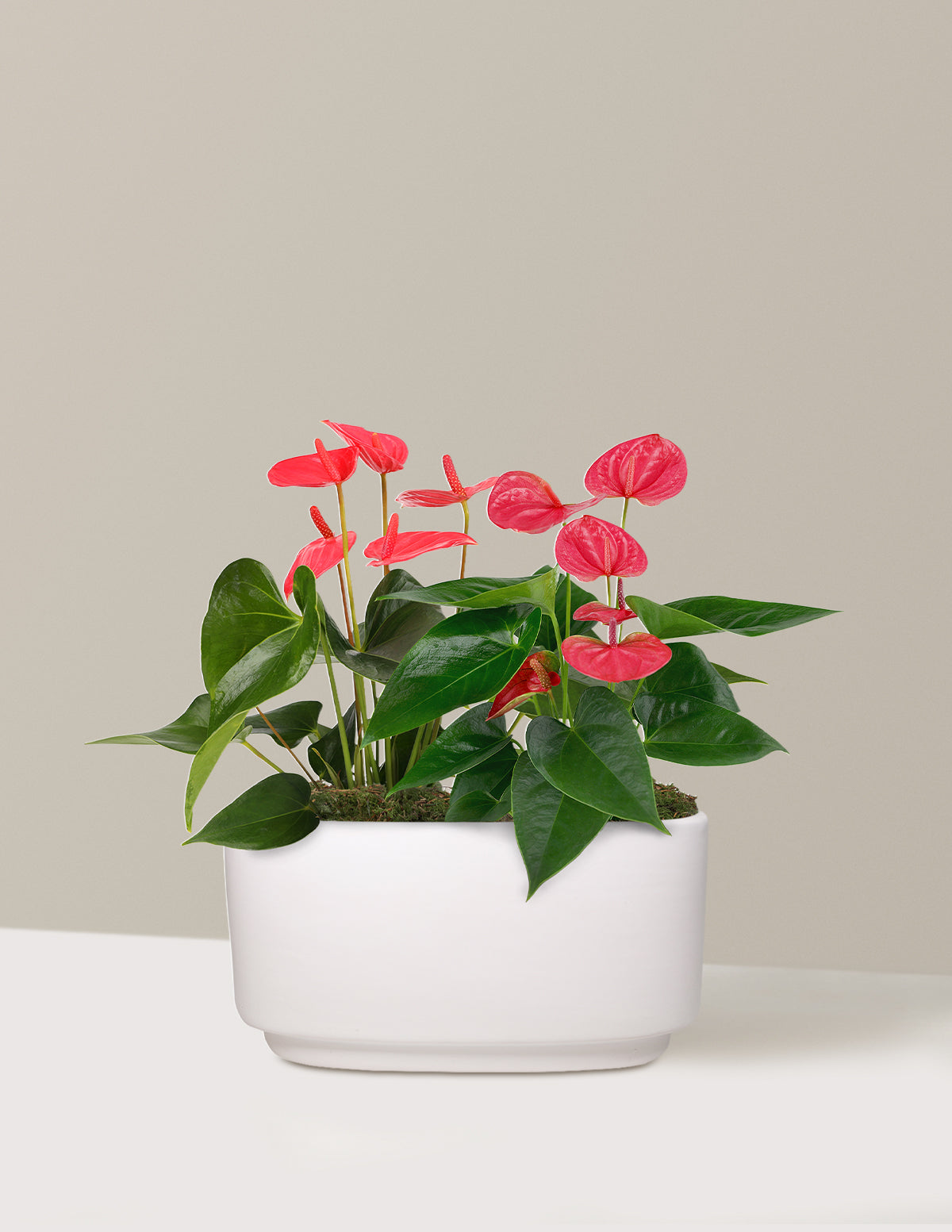 Large Double Anthurium Houseplant - Large (9-13