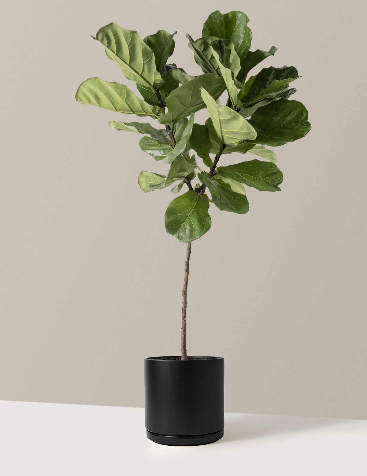 Fiddle Leaf Fig