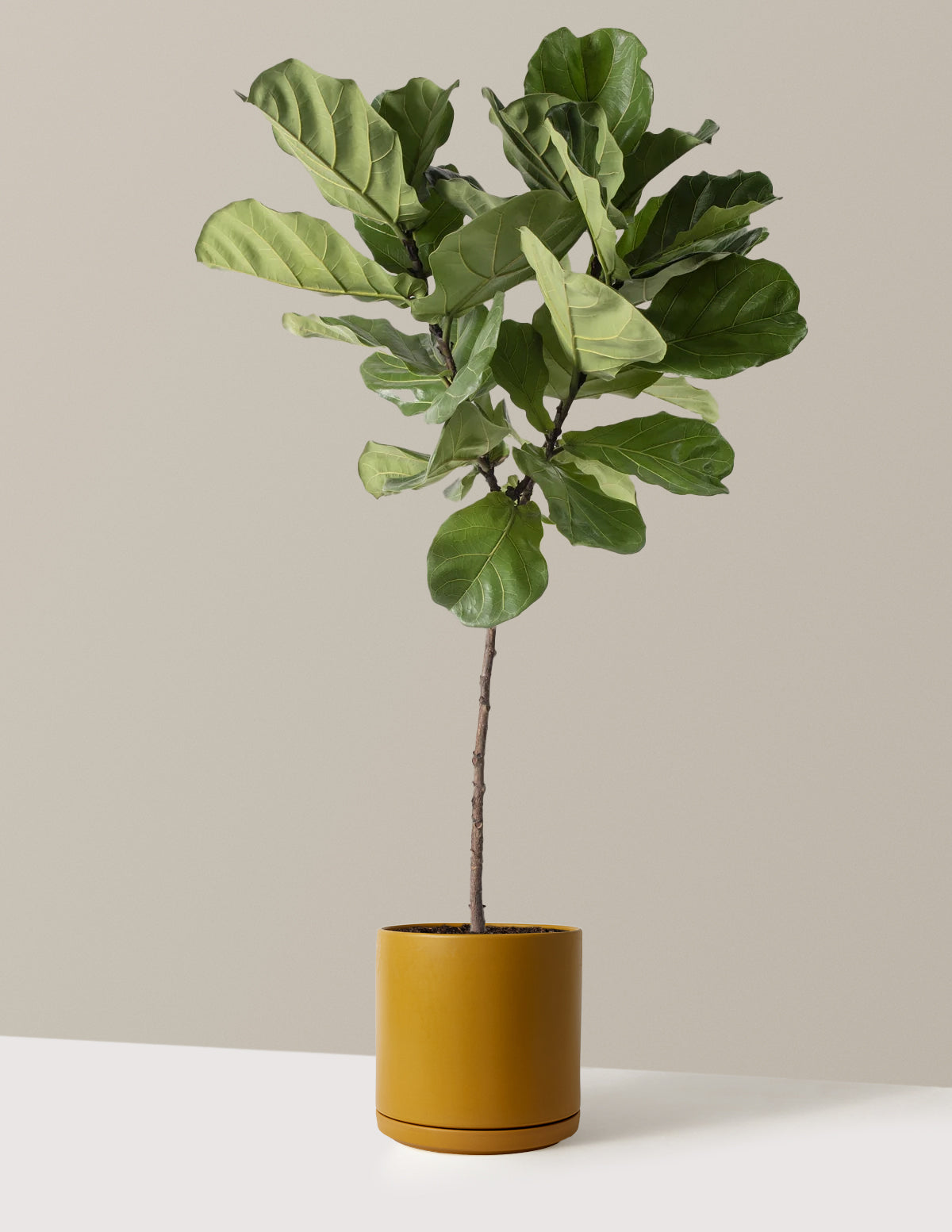 Fiddle Leaf Fig