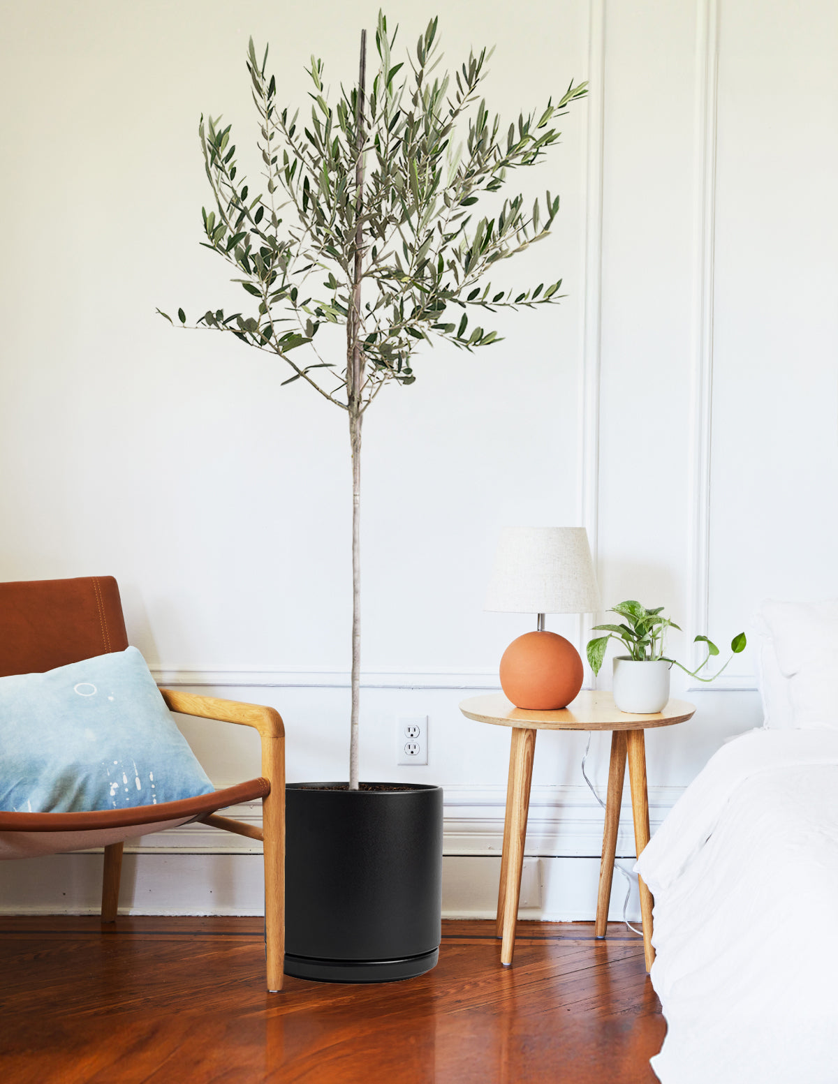 indoor plants that look like olive trees Olive Tree (Copy) Houseplant