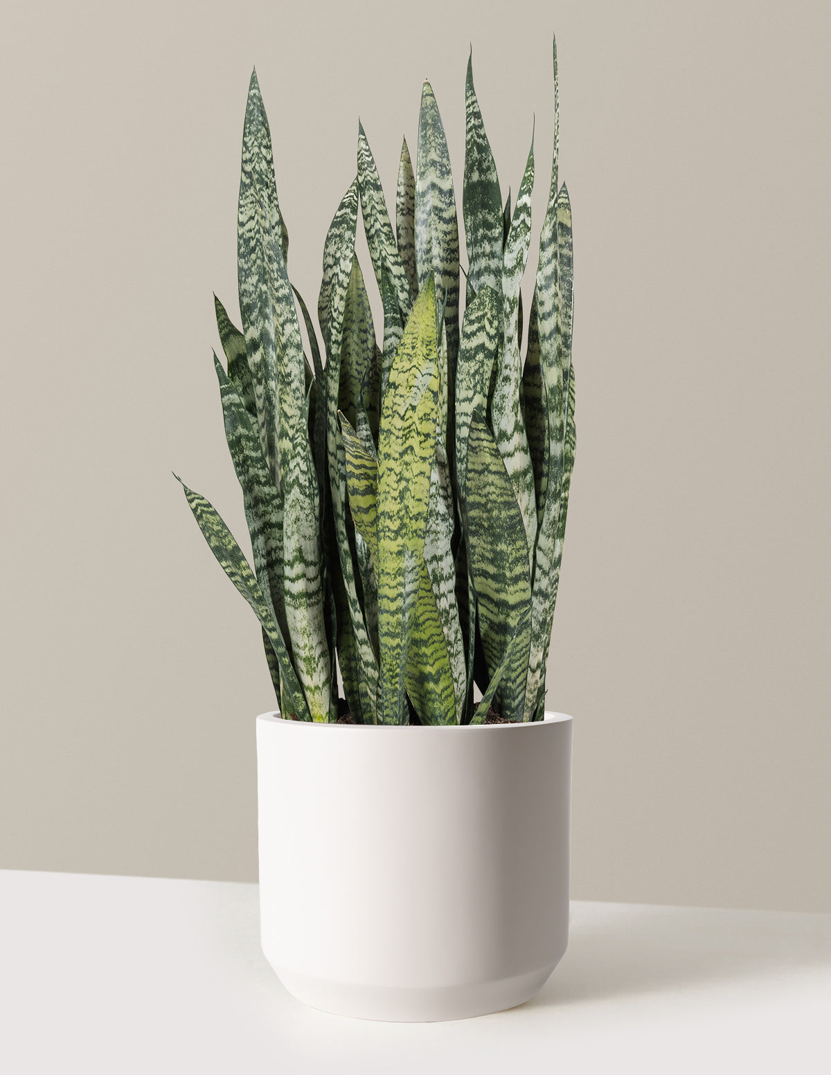 Snake Plant Zeylanica - Medium (16-17