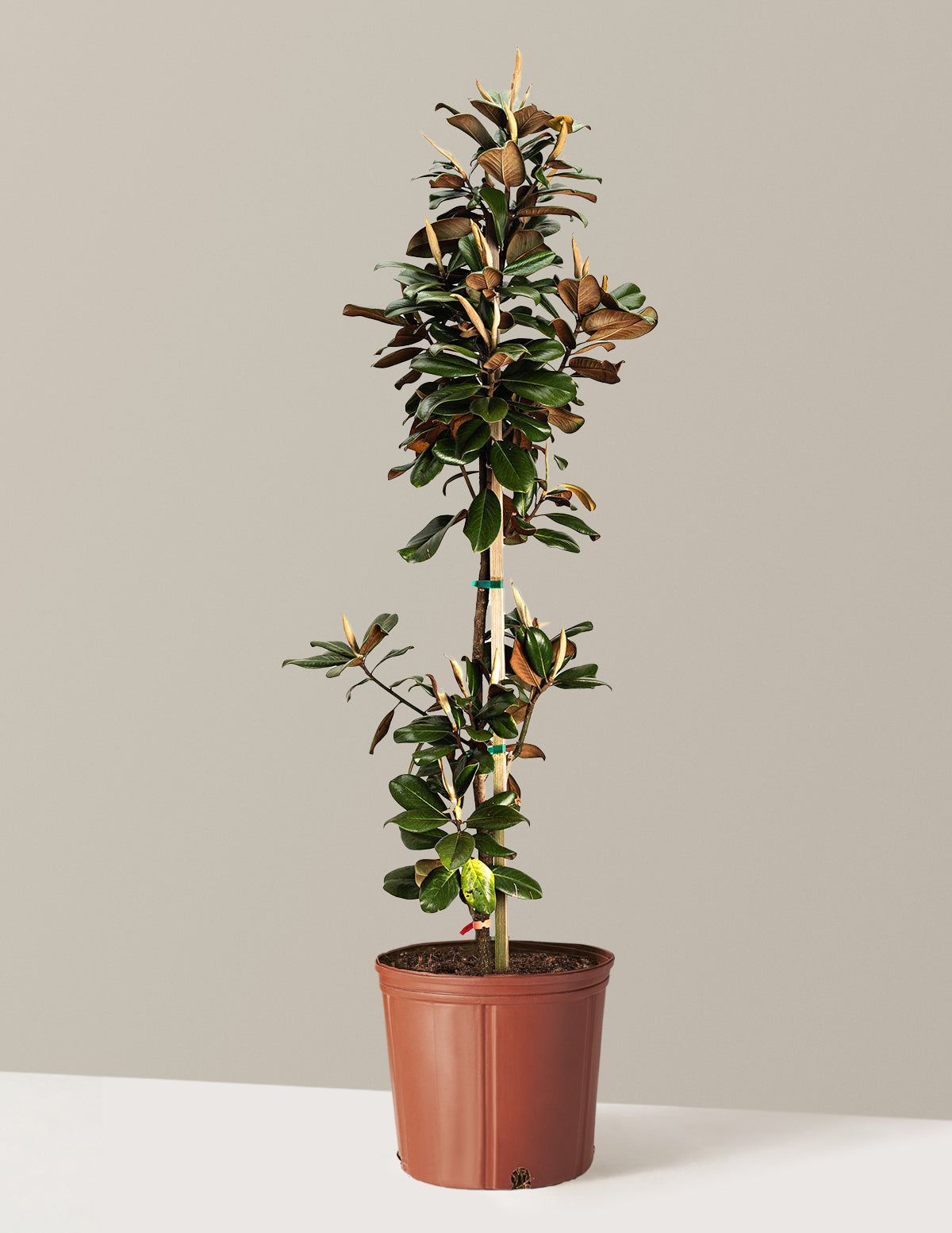 Teddy Bear® Southern Magnolia
