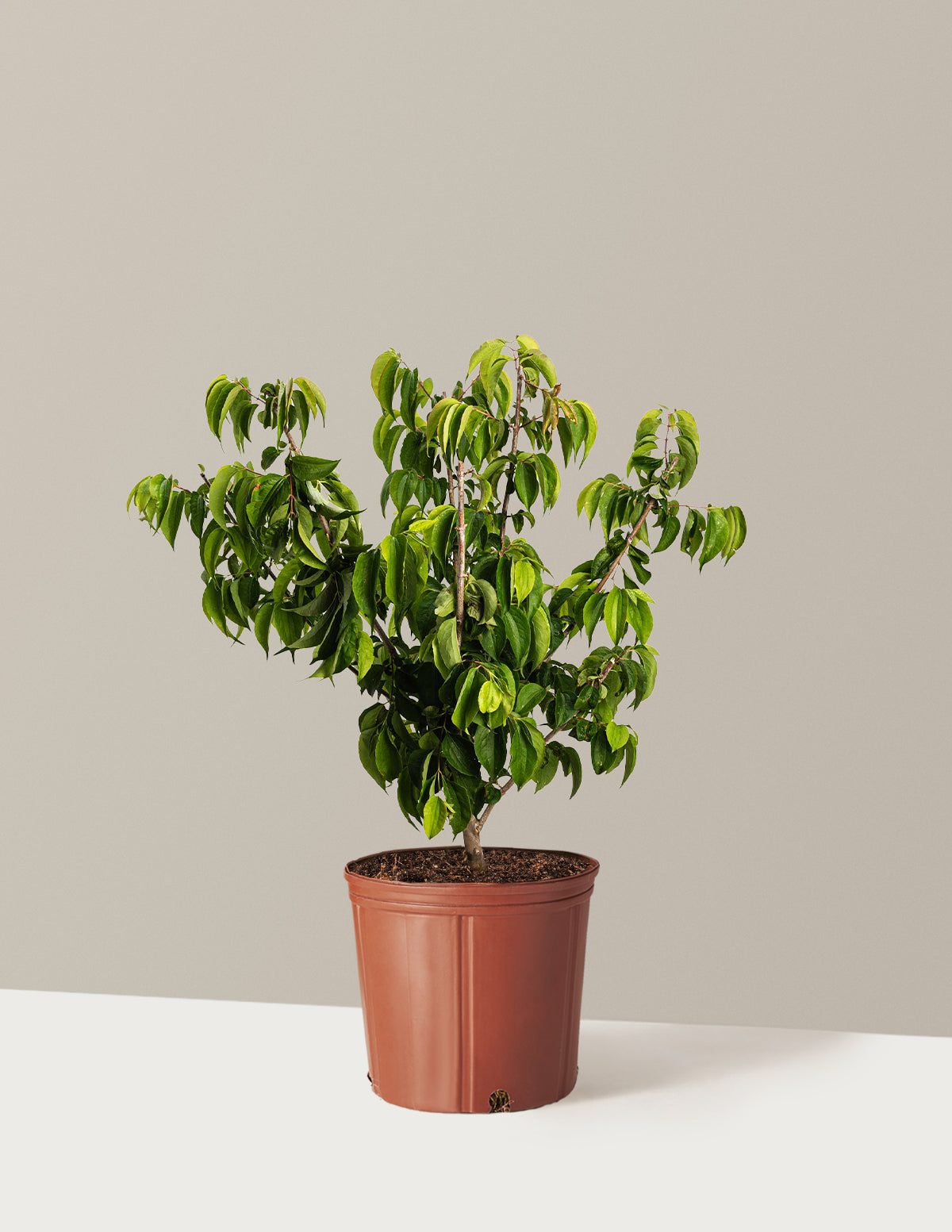 Temple of Bloom® Seven-Son Flower