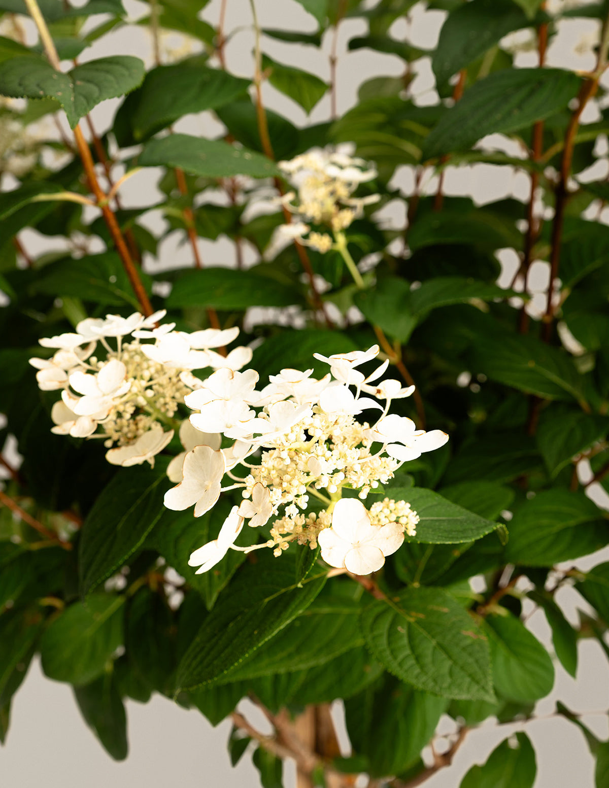 Quick Fire® Hydrangea Tree