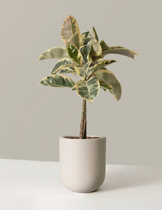 Ficus Tineke Tree