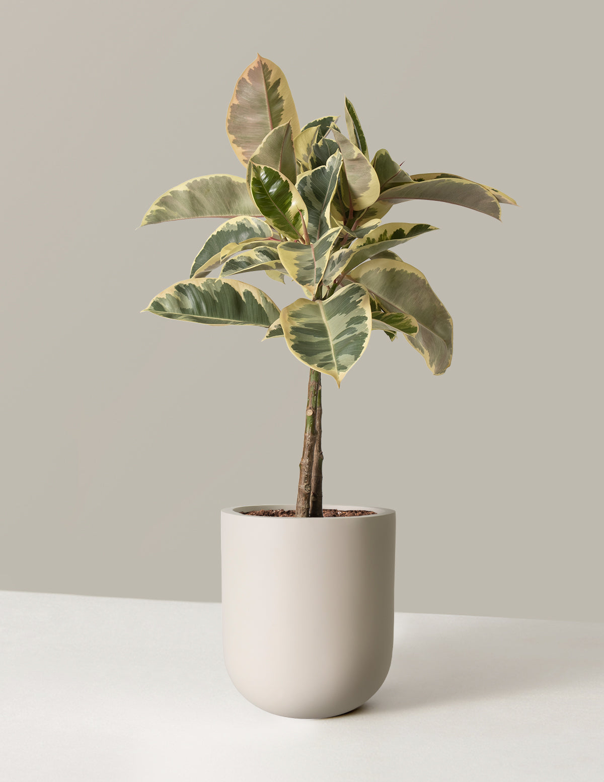 ficus tineke rubber tree plant Ficus Tineke Tree
