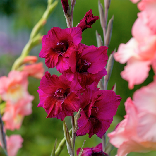 Fidelo Gladiolus Bulbs