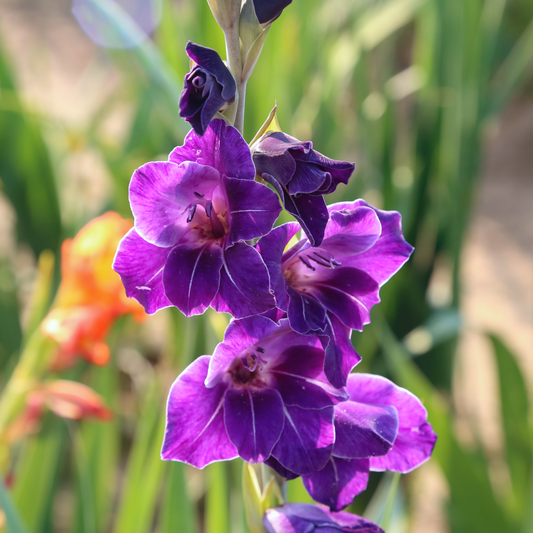 Flirty Gladiolus Bulbs