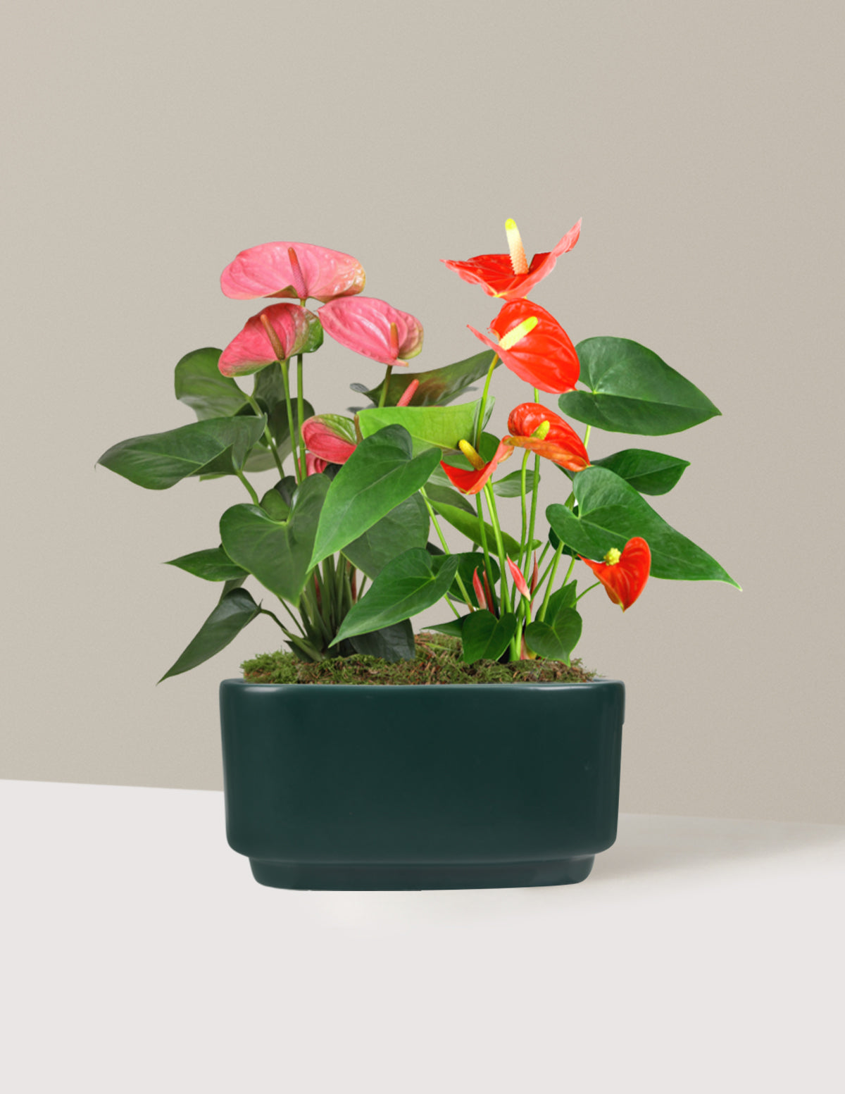 beginner anthurium Large Double Bi-Color Anthurium