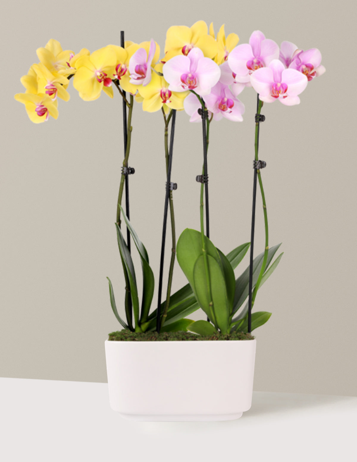 Large Double Bi-Color Orchid