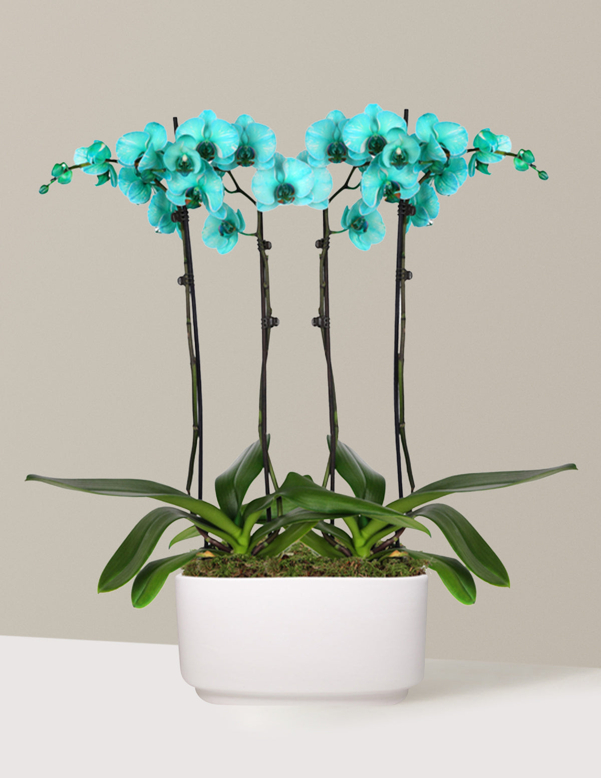 refreshing indoor plants Turquoise Watercolor Double Orchid | Indoor Plants and Houseplants for Delivery