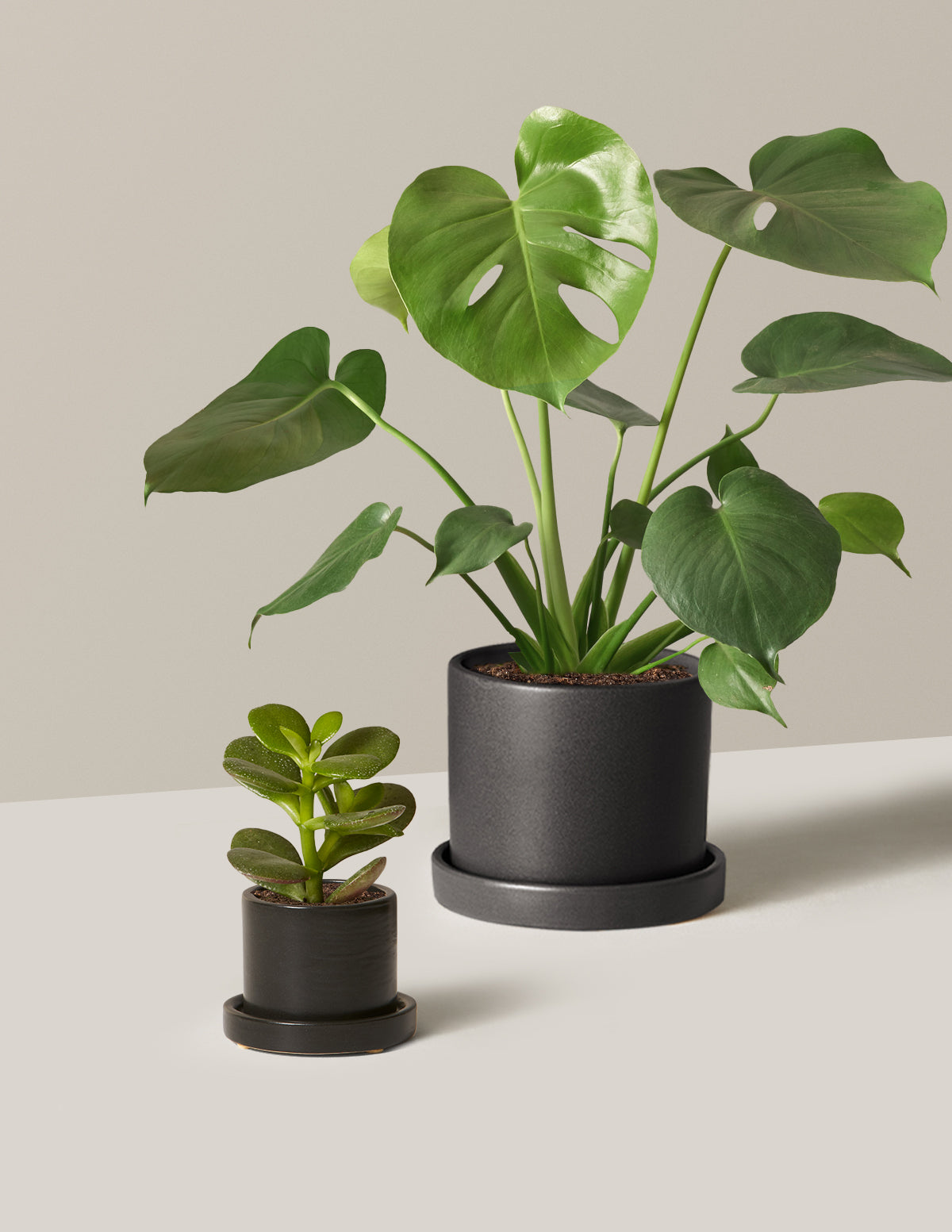 monstera pots The Monstera & Hoya Duo | Shop Indoor Houseplants & Gifts