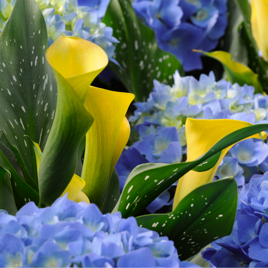 Golden Star Calla Lily Bulbs