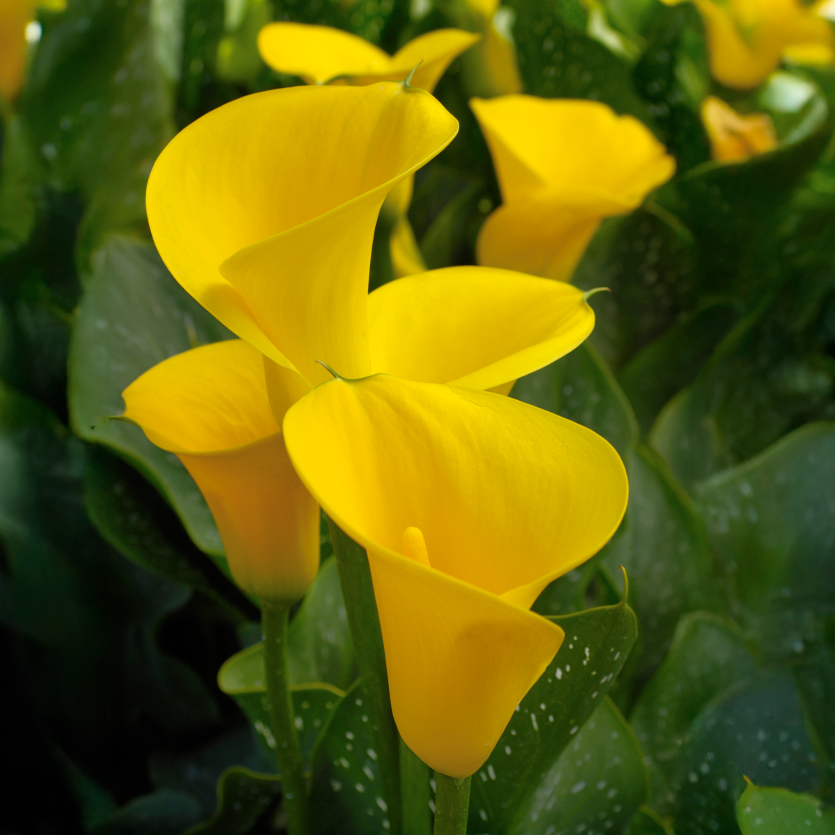 Golden Star Calla Lily Bulbs