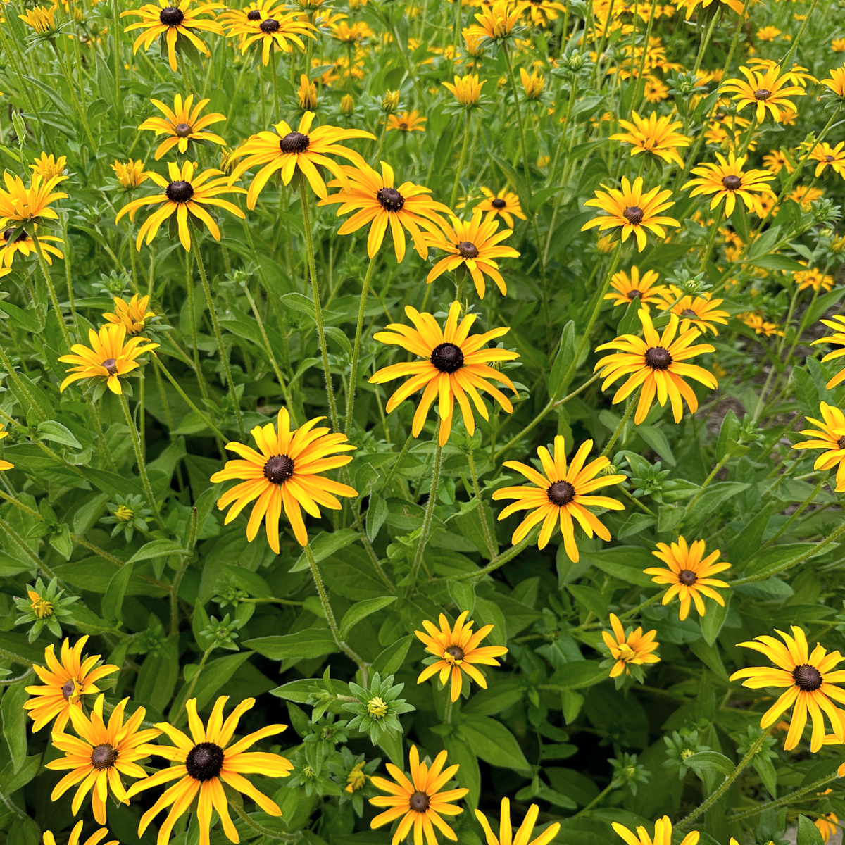 Goldsturm Black-Eyed Susan