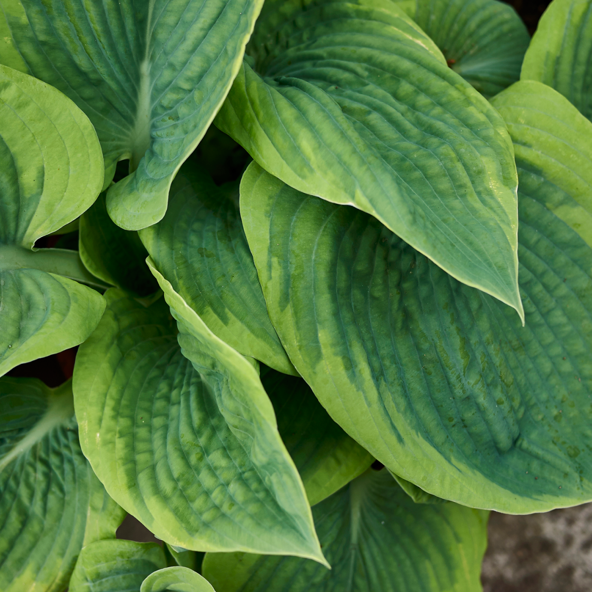 Green Patriot Hosta