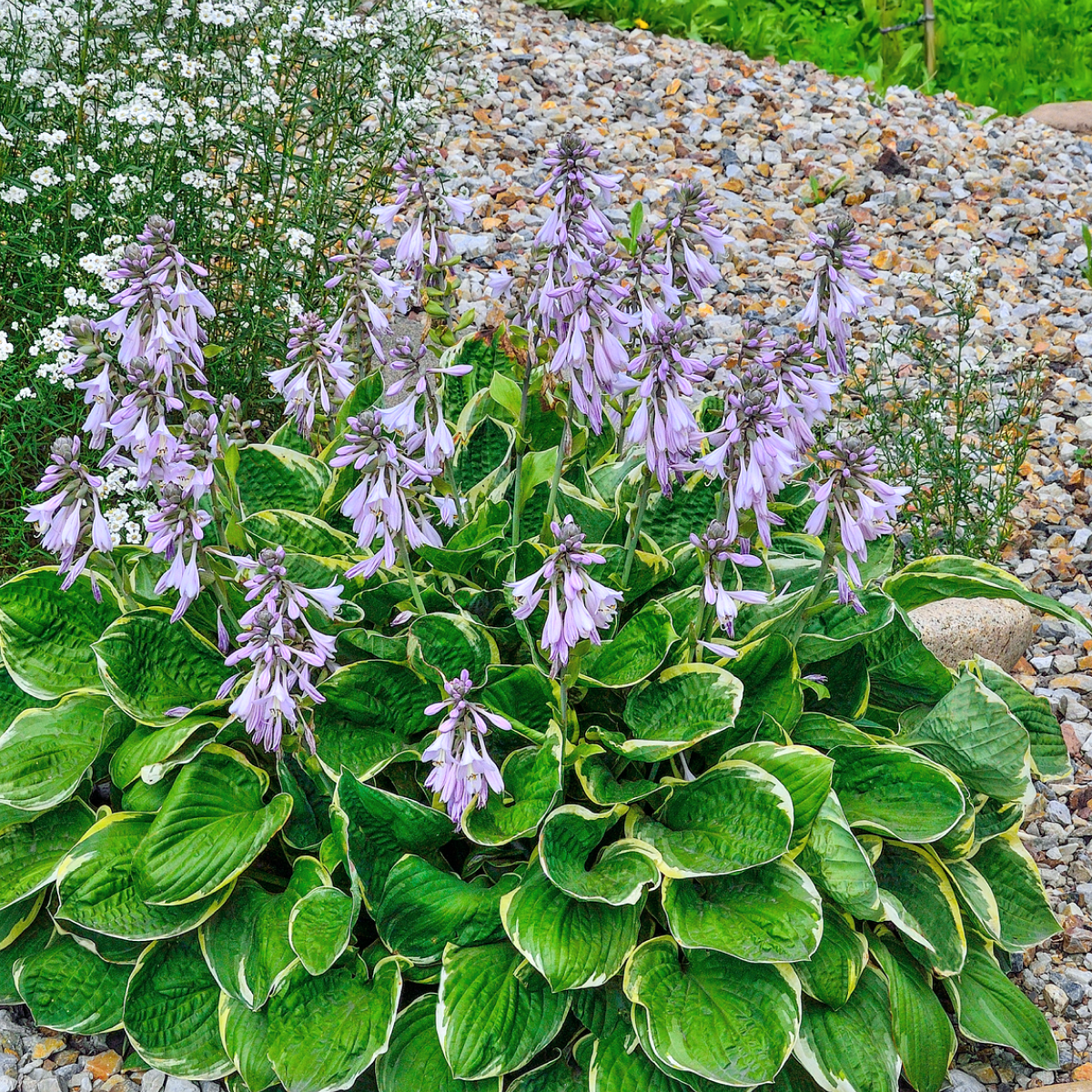 Green Patriot Hosta