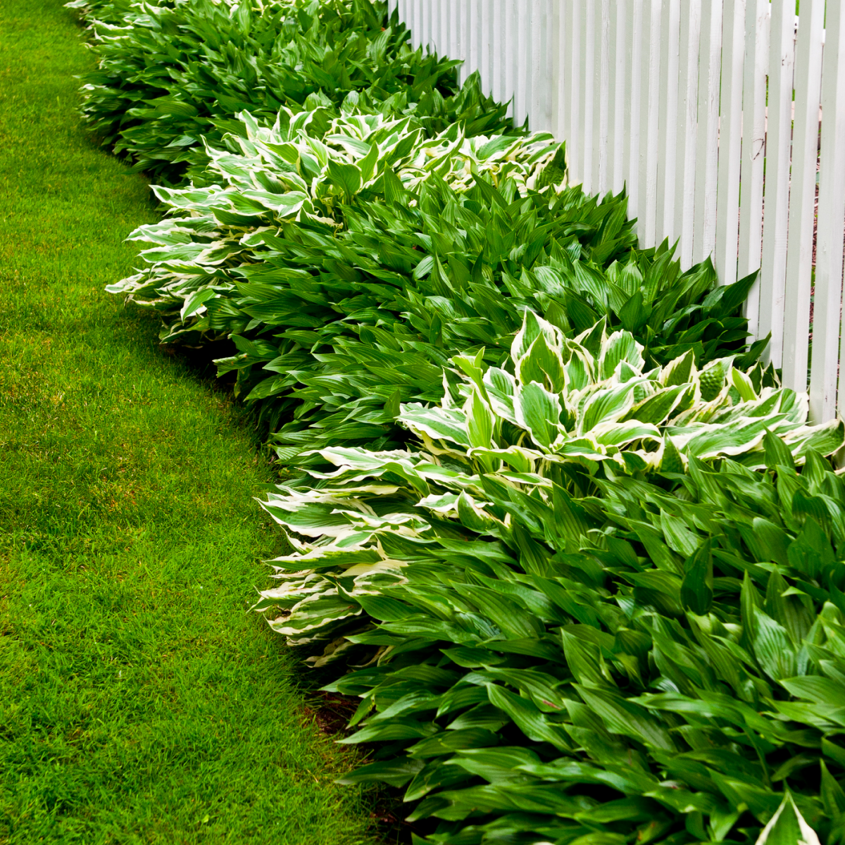 Green Patriot Hosta