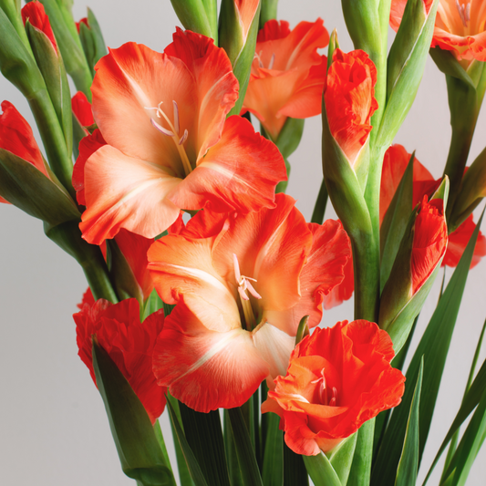 Helvetia Gladiolus Bulbs
