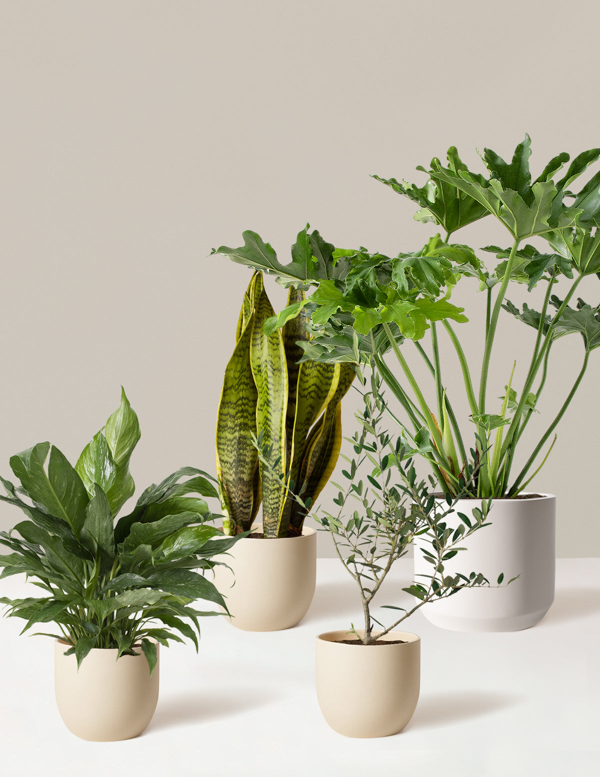 indoor plant bundle ‘Hope Garden’ Houseplant Bundle