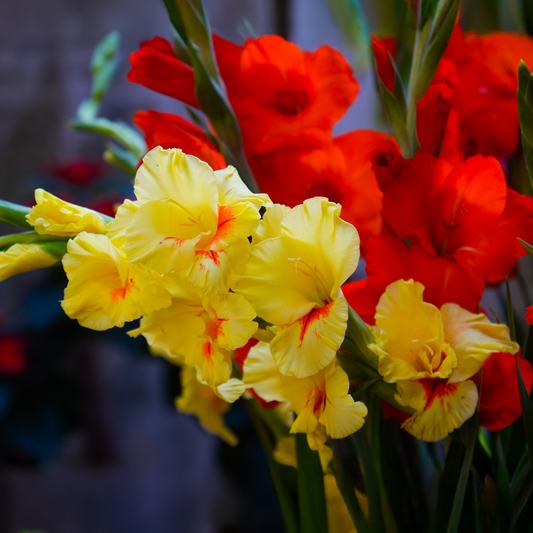 Jester Gladiolus Bulbs