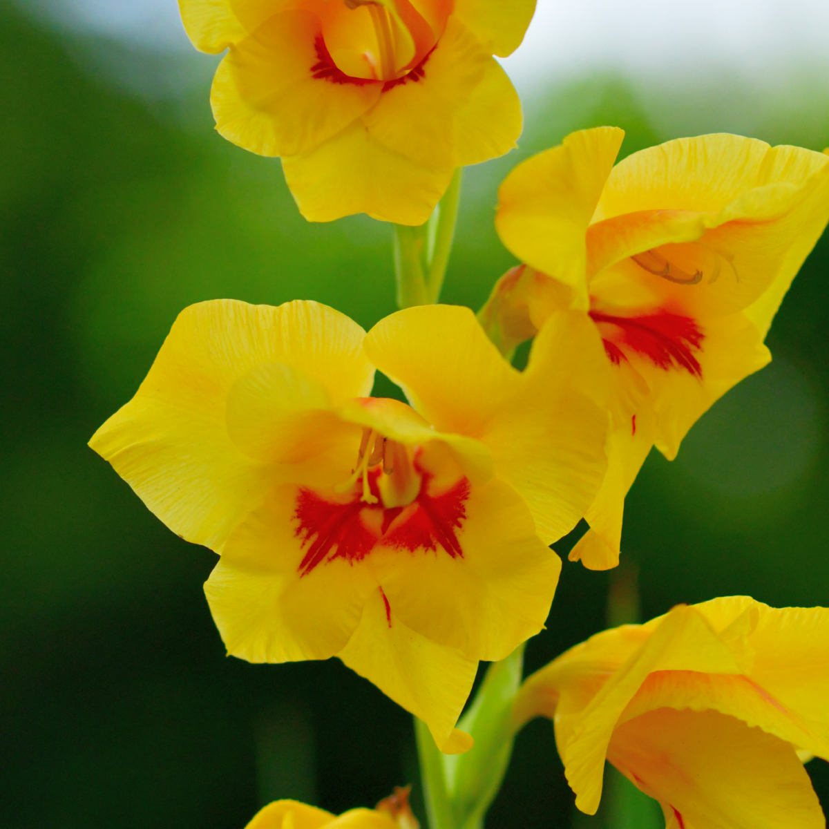 Jester Gladiolus Bulbs