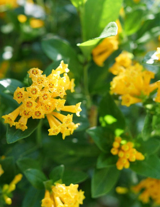 Juiced® Orange Jessamine