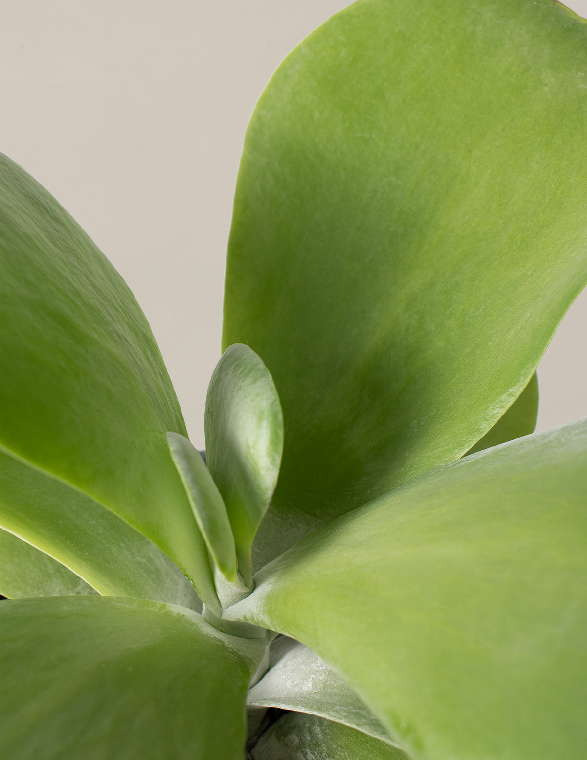 large green leaf succulent Kalanchoe Flapjack
