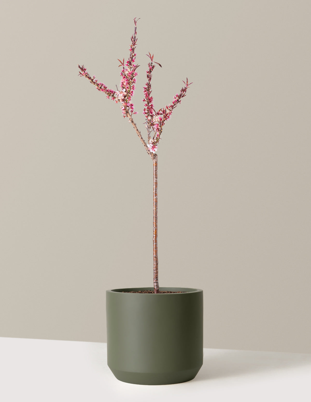 Bonfire Patio Peach Plant