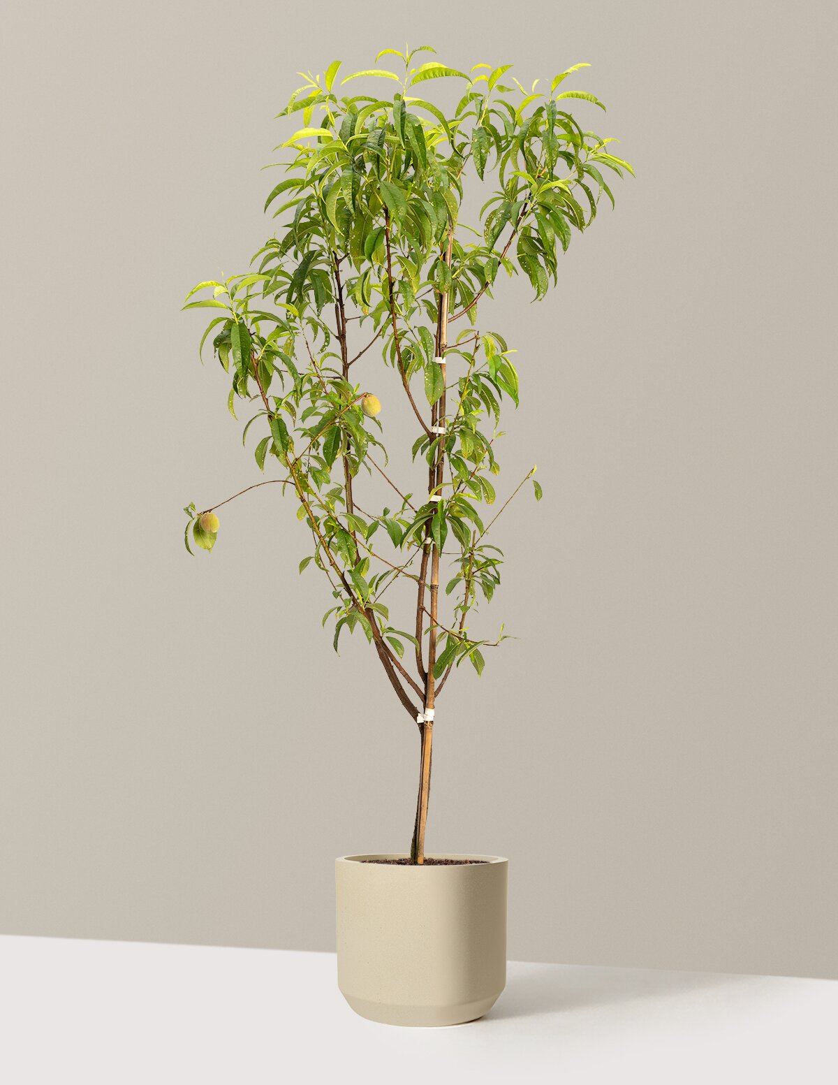 4-in-1 Peach Tree
