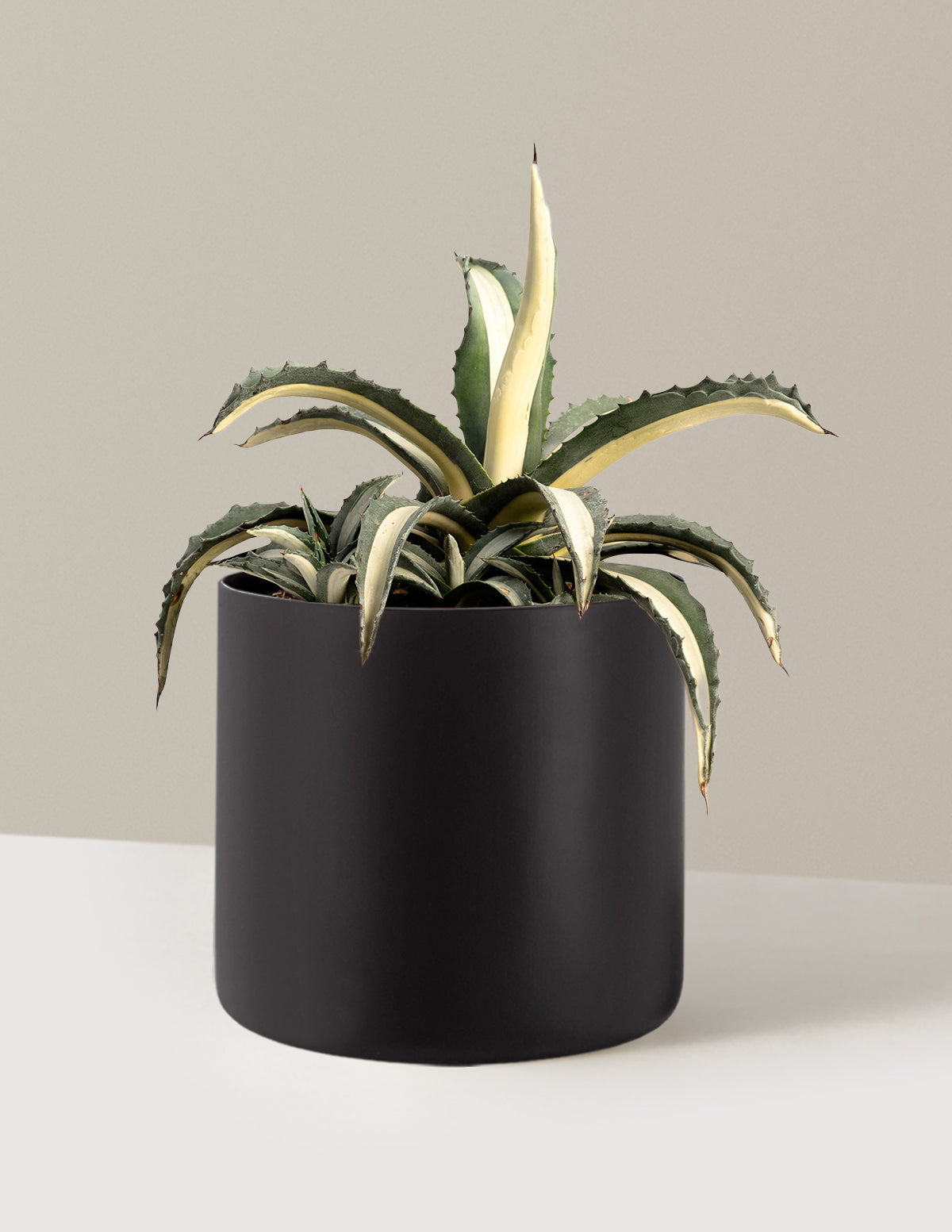 Agave Americana Mediopicta Alba