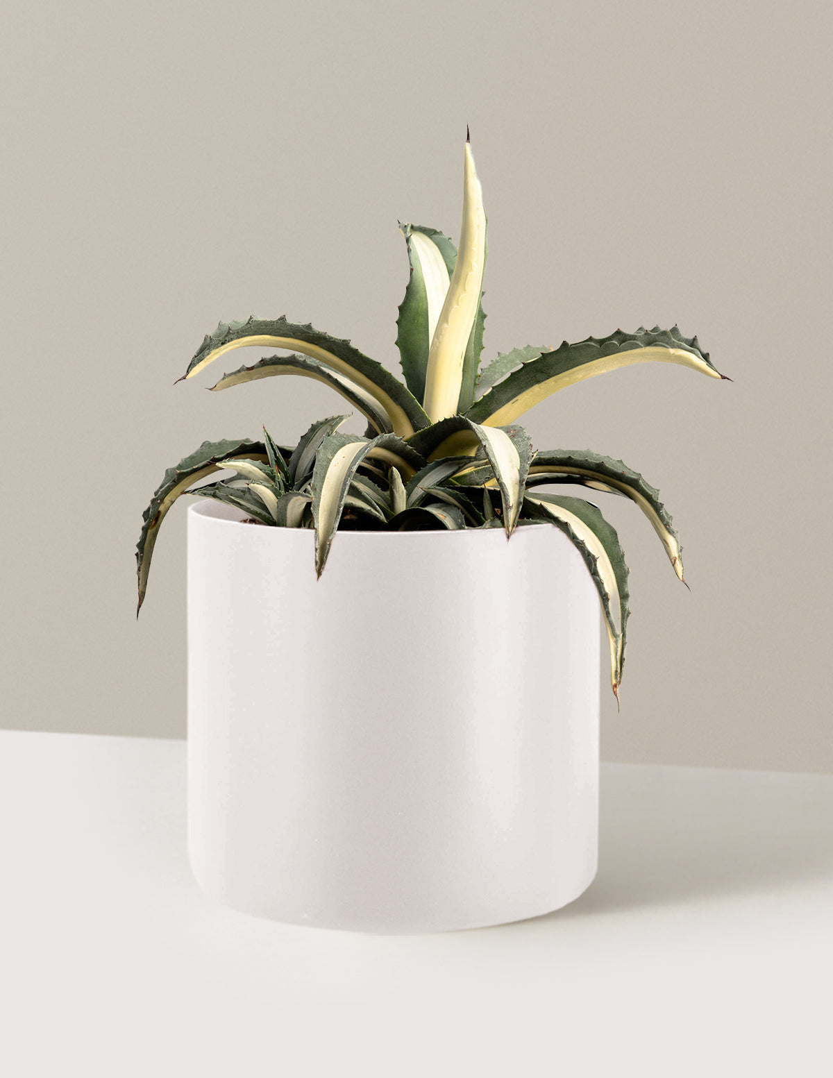 Agave Americana Mediopicta Alba