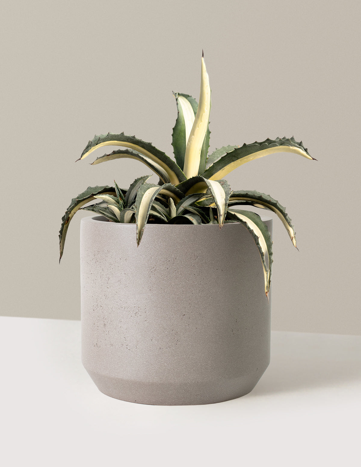 Agave Americana Mediopicta Alba