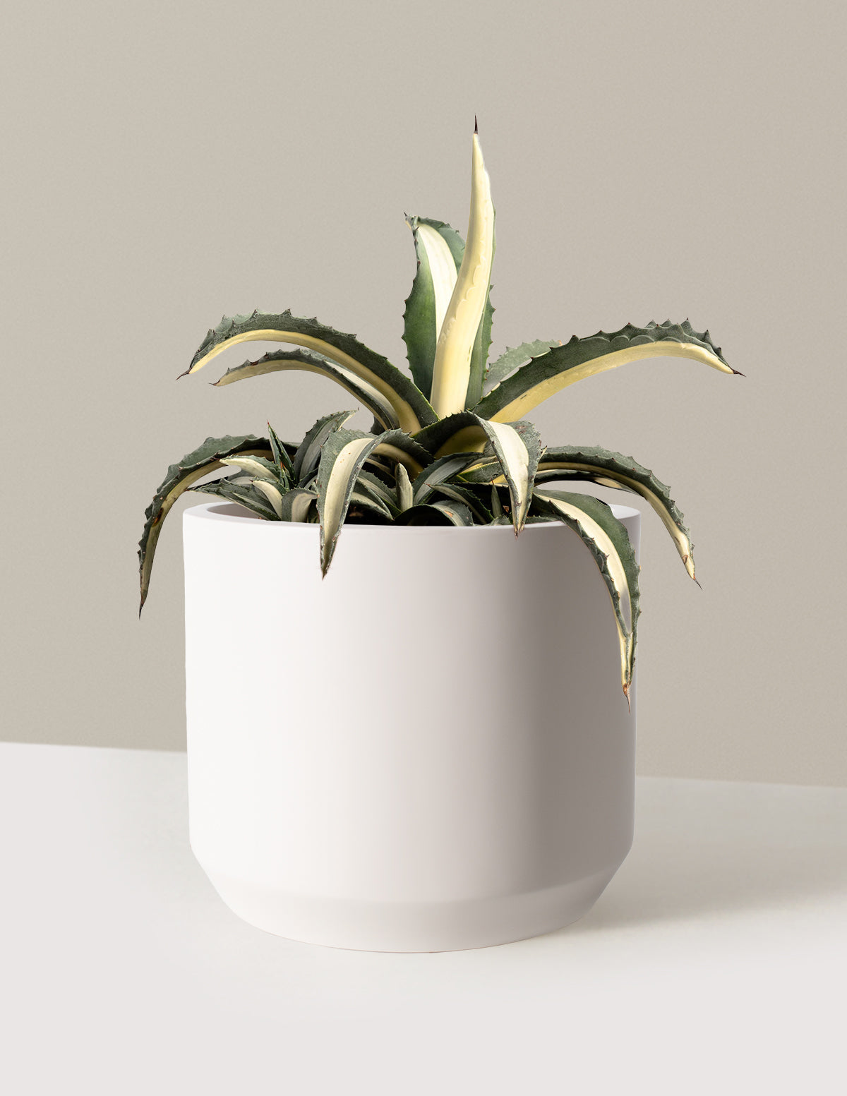 Agave Americana Mediopicta Alba