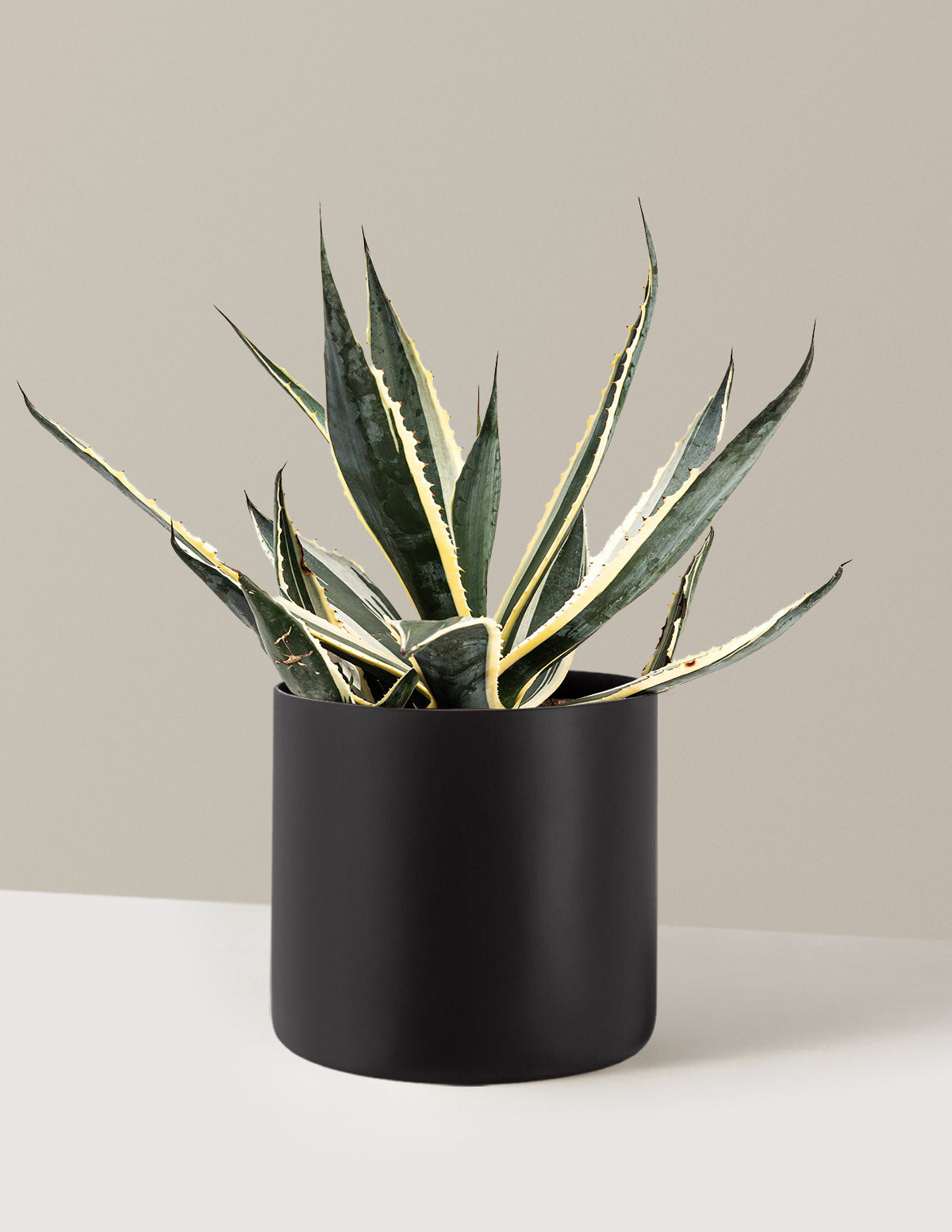 Agave Americana Variegata