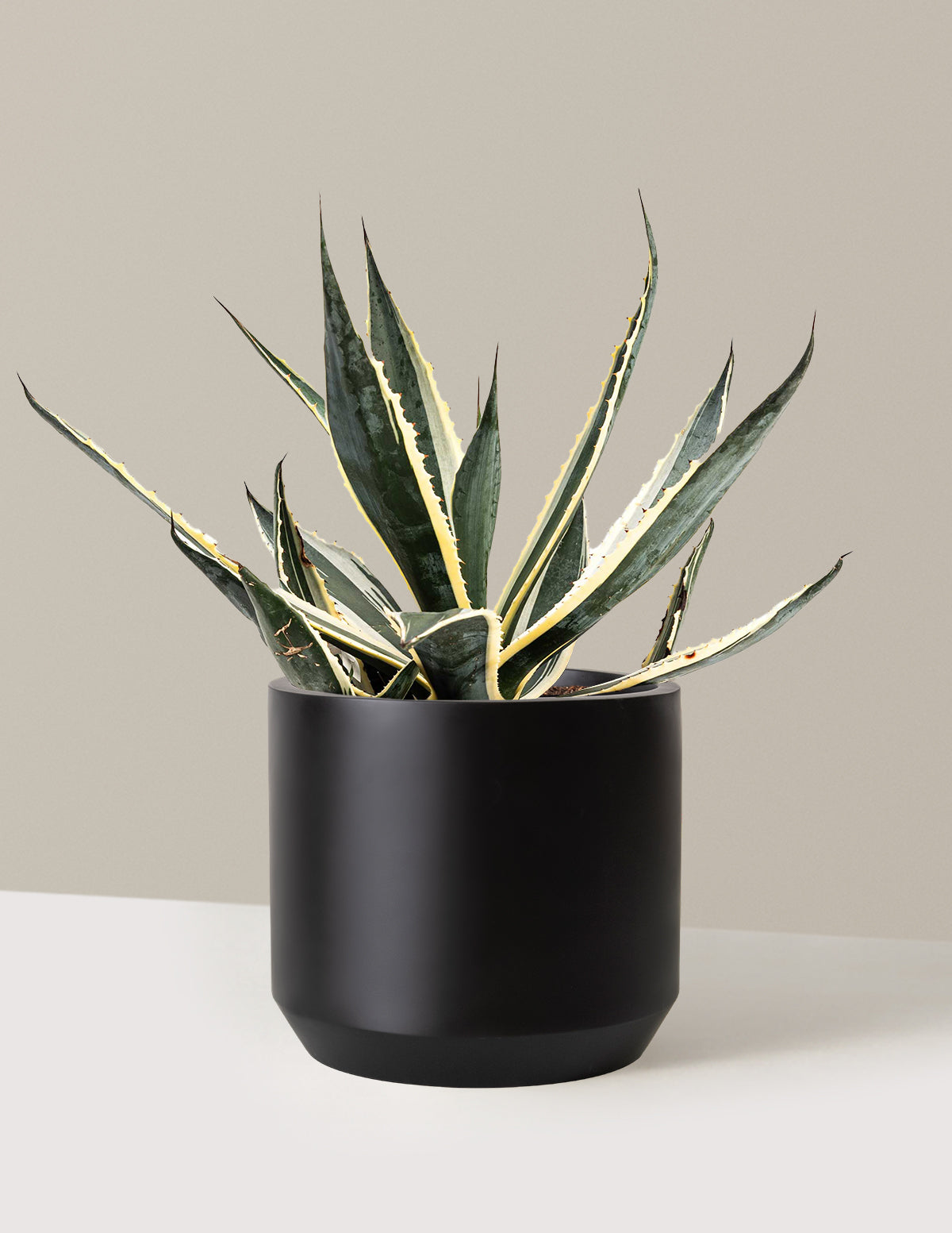 agave indoor plant Agave Americana Variegata