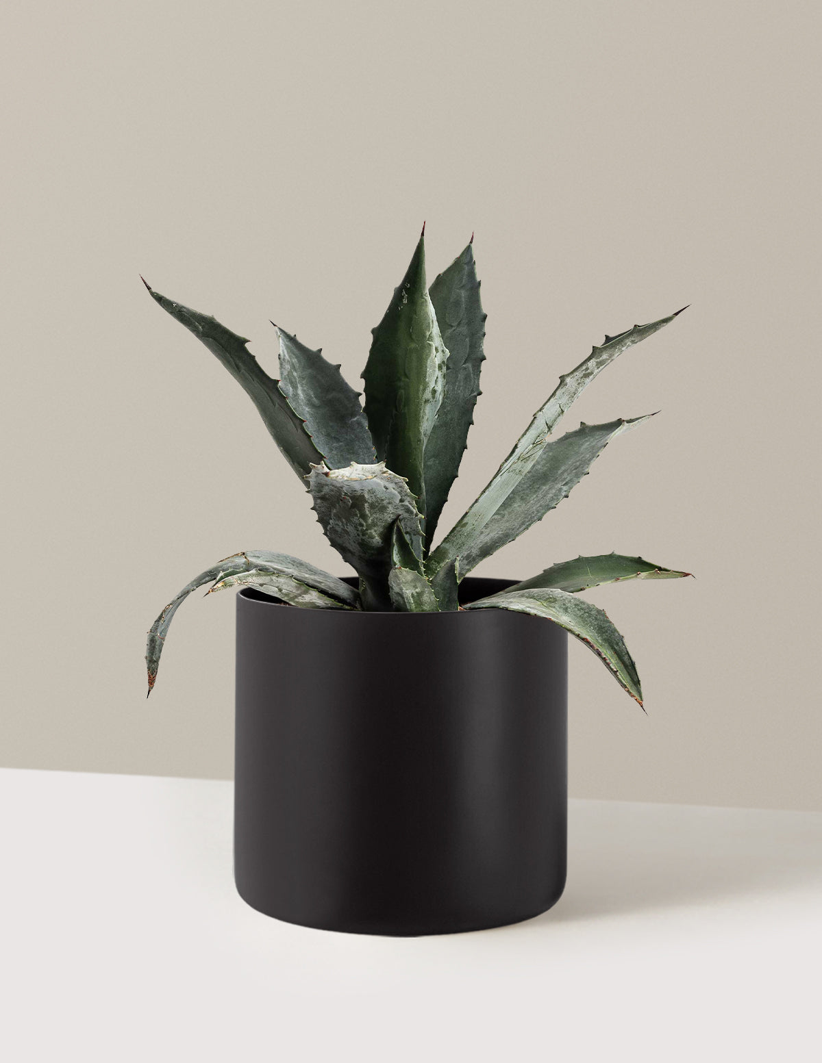 Agave Americana