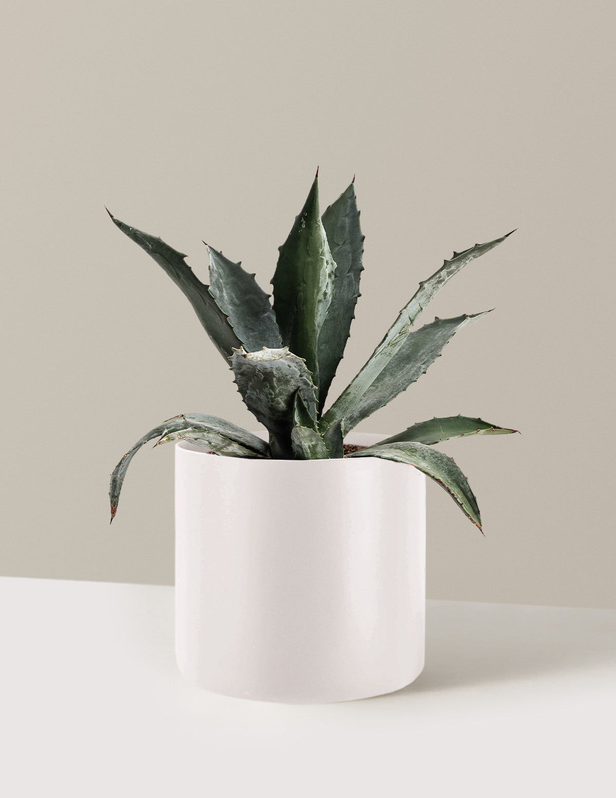 Agave Americana
