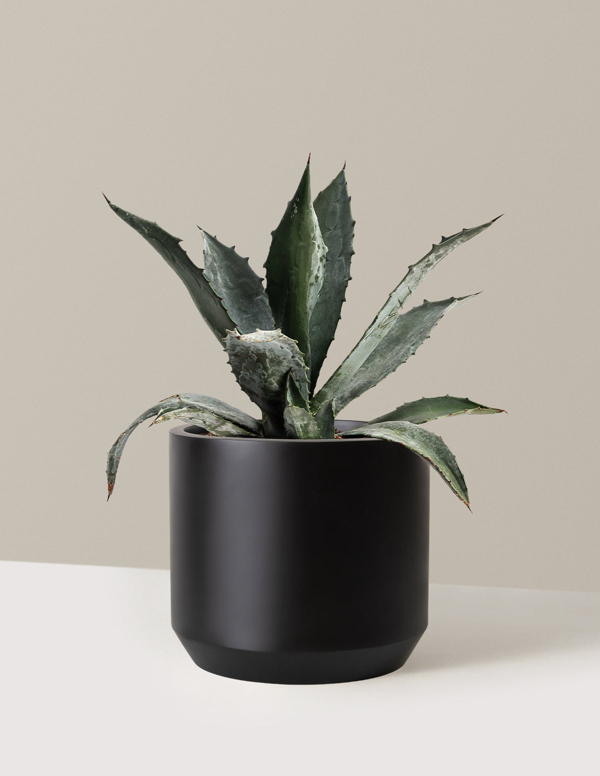 Agave Americana