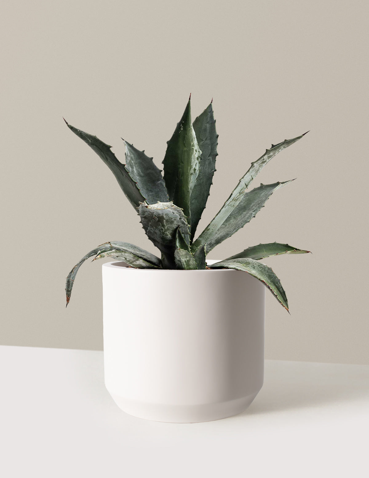 Agave Americana