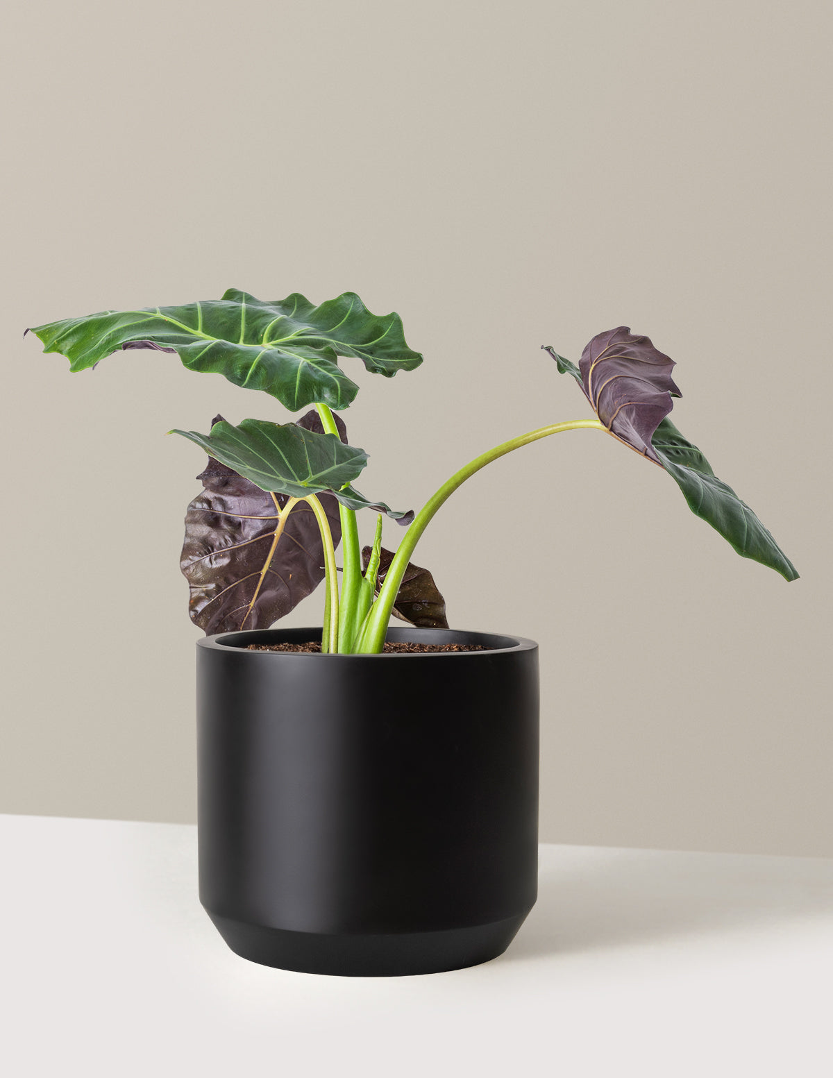 Mayan Mask Alocasia