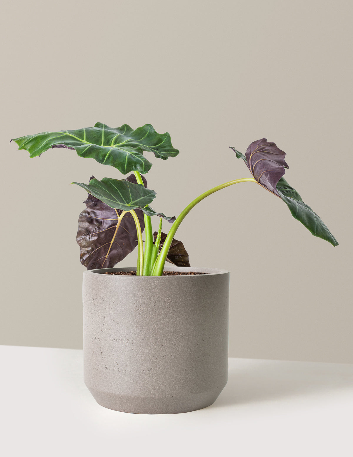 Mayan Mask Alocasia