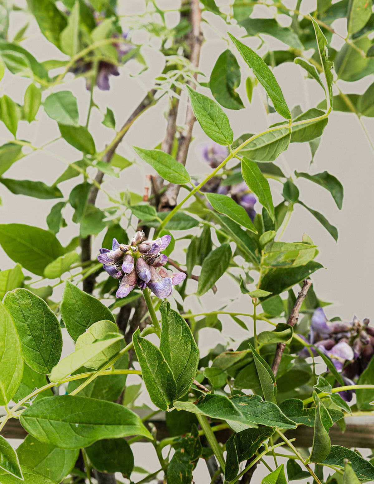 Amethyst Falls Wisteria
