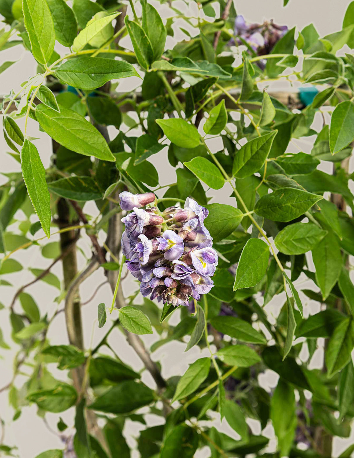 Amethyst Falls Wisteria