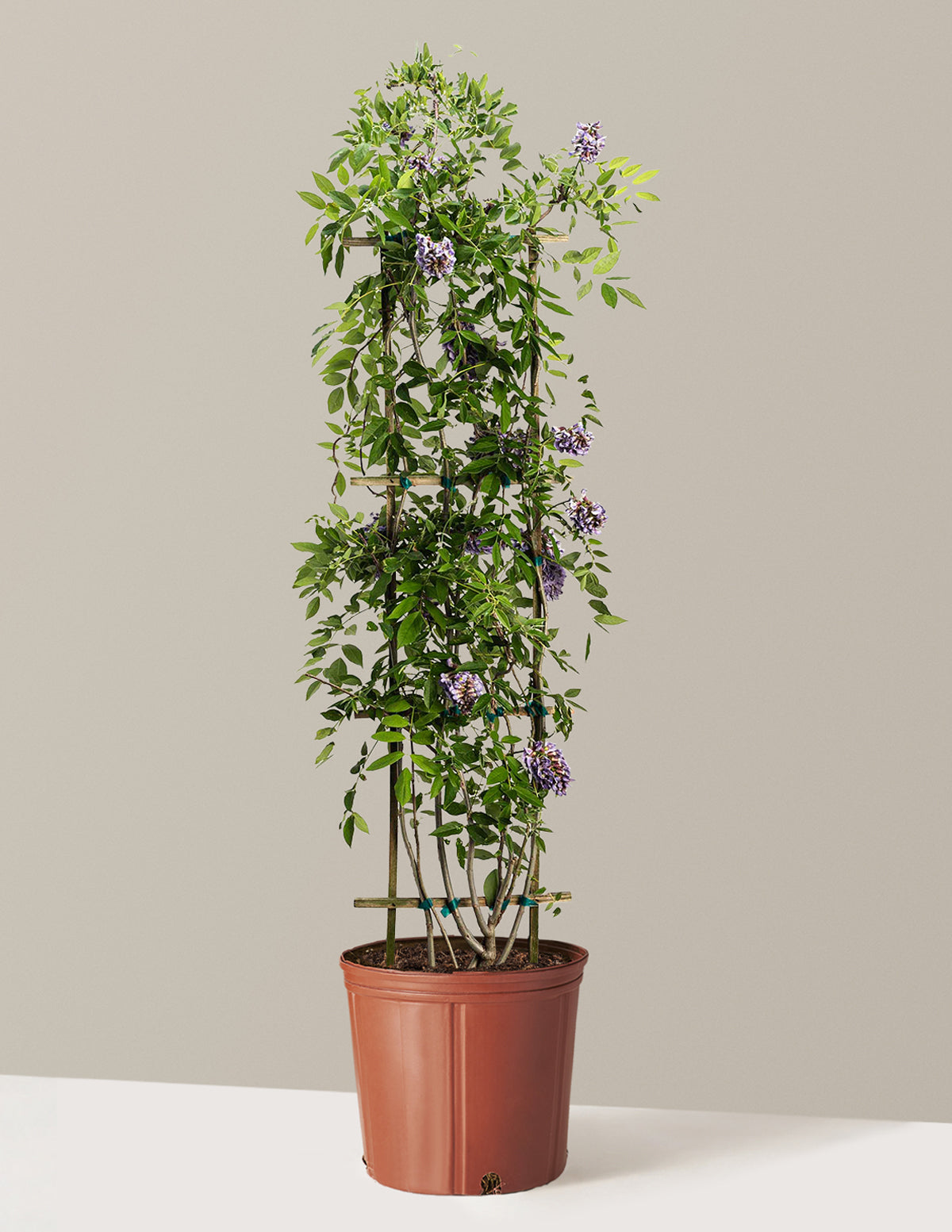 Amethyst Falls Wisteria