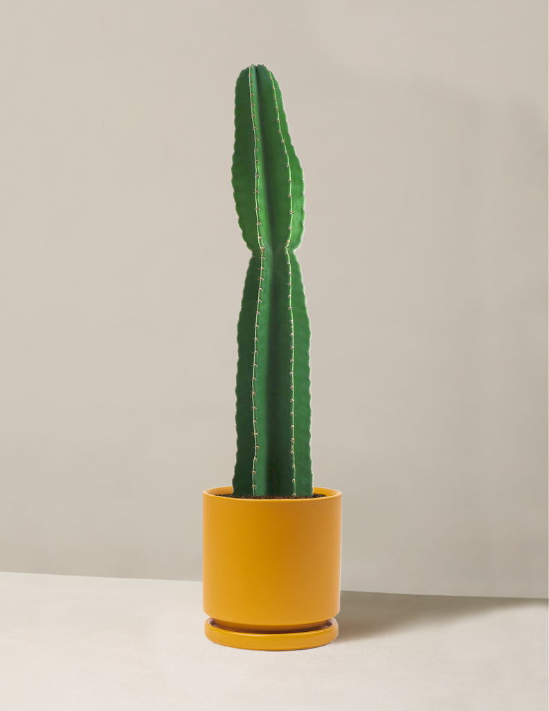 How to care for a Large Peruvian Apple Cactus