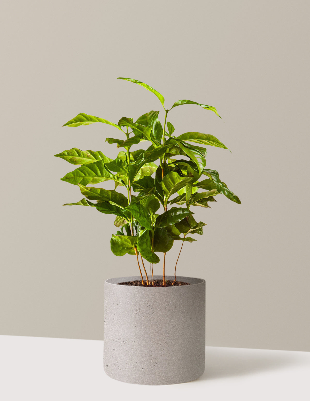 the greens - coffee & plants Arabica Coffee Plant