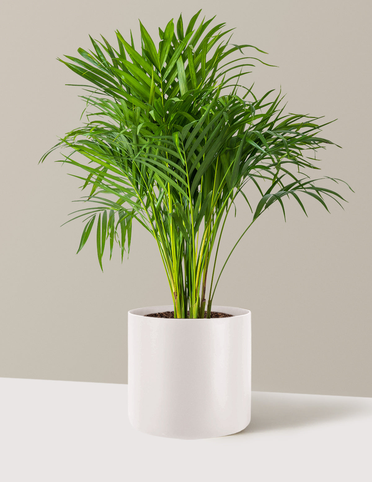Areca Purifying Palm