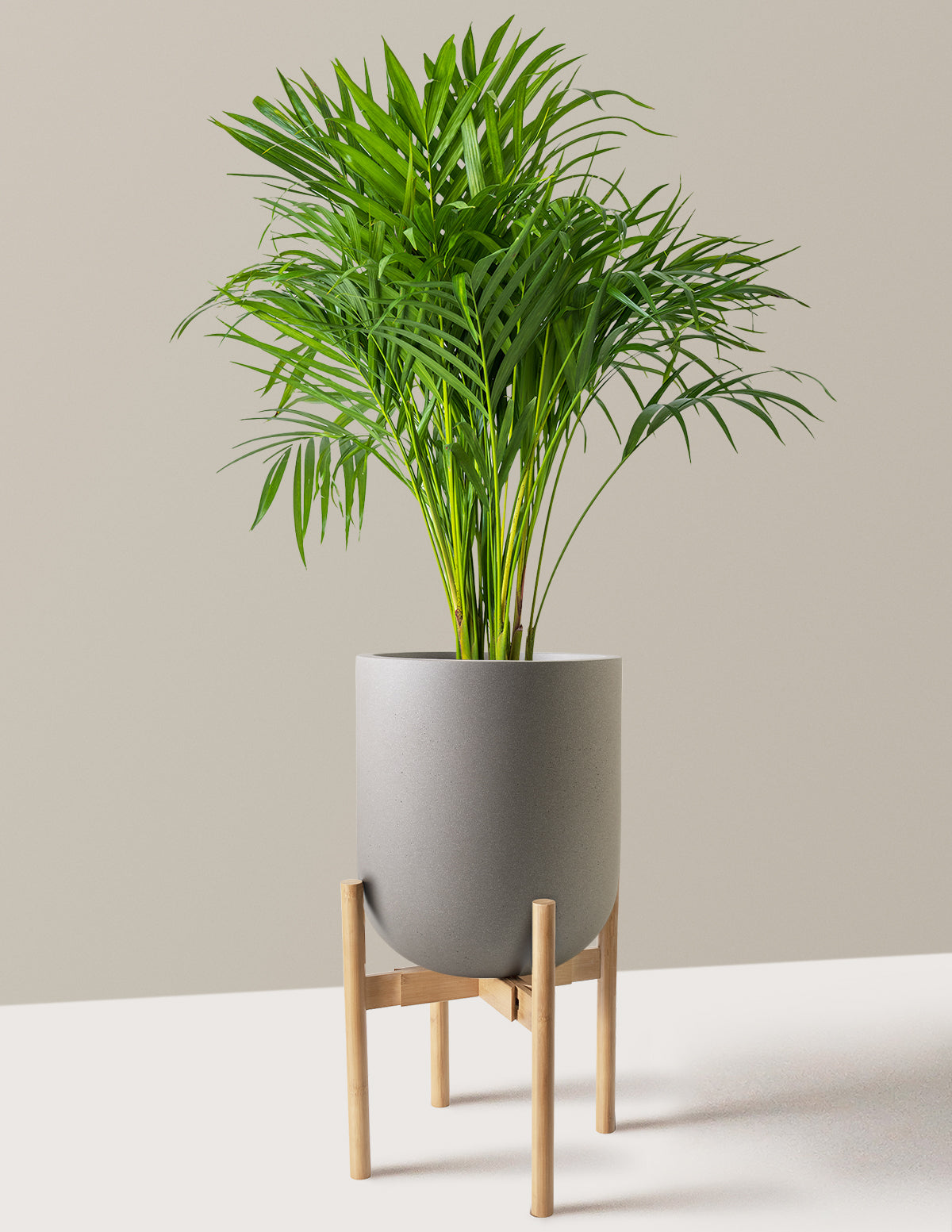 Areca Purifying Palm
